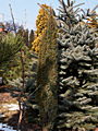 Juniperus communis Arnold IMG_4524 Jałowiec pospolity